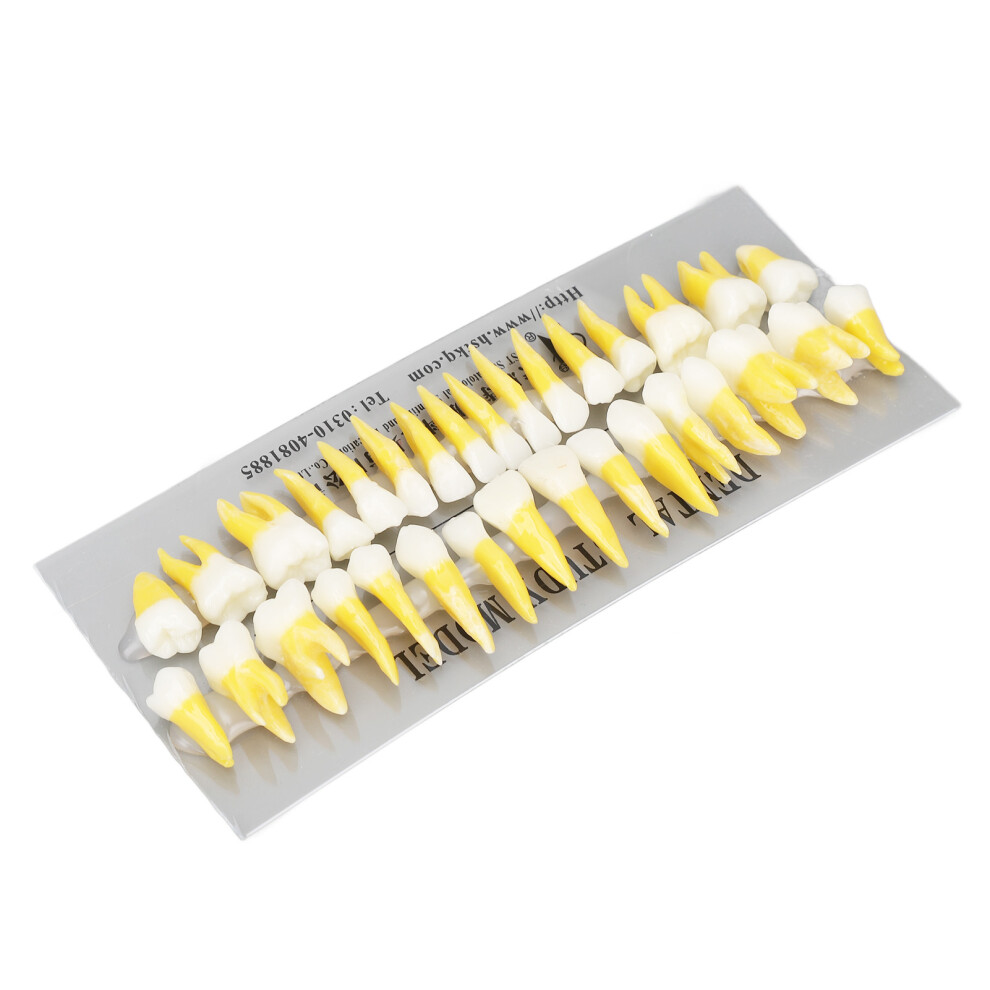 32PCS 1:1 Scale Permanent Denture Teaching Model for Dental Students
