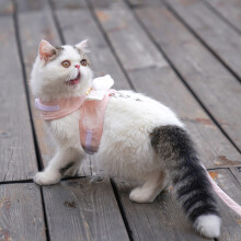 Adjustable Pink Cat Harness Leash 4-6kg 1.5m Traction Rope