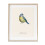(30cm x 30cm, Multicoloured) Tall Boy Prints Blue Tit Print 1