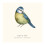 (40cm x 40cm, Multicoloured) Tall Boy Prints Blue Tit Print 2
