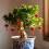 8Pcs Decorativos Chinês Festa Primavera 6