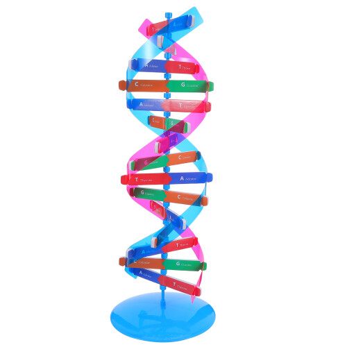 De Dupla Hélice Do DNA: Kit De Montagem Molecular Para