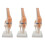 3X Anatomical Knee Joint with Ligaments Model, Life Size 1