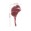 20Pz Mini Bistecche Simulate in PVC Rosso Per Cucina Bambole 2