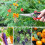 Ψαλίδι κλαδέματος Gardener's Delight, μηχανισμός ασφαλούς κλειδώματος για ασφαλή 2
