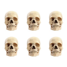 6X 1:2 CráNeo Desmontado Modelo AnatóMico AnatomíA Esqueleto CráNeo Modelo Desmontable Herramienta de Suministros de EnseñAnza