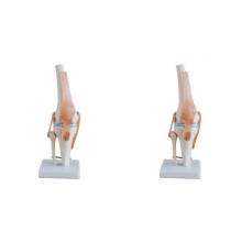 2X Model Symulacyjny Stawu Kolanowego Anatomia Człowieka 1:1 Rozmiar Życia
