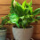 Hand-Blown Glass Automatic Plant Waterer, Adjustable Insertion Depth for Customized Hydration 2