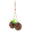 Colgante Para Loro Madera Resistente Multicolor 3