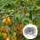 Fruit Tree Branch Puller Tying Machine Farm Tools New Plum Tree Open Angle Pull Branch Bending Tool Fruit Branch 100PCS 7