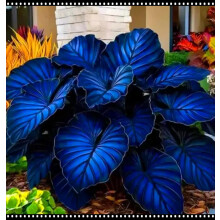 Shade-Tolerant Hosta Rhizomes/Suitable for Shade Planting/Ground Planting in Groups/Low-Maintenance Flower/That Grow Fast/Golden Jade Carving-4 Roots