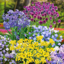 300 Spring Flowering Bulb Collection - 300 Hardy Bulbs for Borders & Containers, Includes Alliums, Chionodoxa, Ipheion & More for Continuous Blooms b