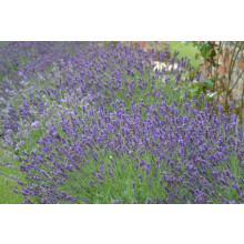 PREMIER SEEDS DIRECT - Lavender - Common English - 1000 Finest Seeds