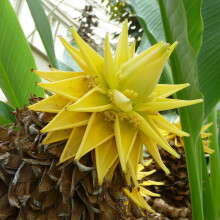 YouGarden Chinese Banana Plant, Musella Lasiocarpa, 30cm Tall in 9cm Pot, Garden Ready Established Banana Plants for Gardens, Exotic Plants for UK Ga