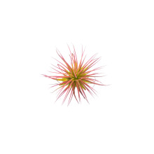 TheSunnyValley Tillandsia Air Plants Collection Indoor House Plant Flower for Gift Present Special Ocassion (Tillandsia Ionantha red)