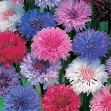 Cornflower Polka Dot Mix Seeds - 200 Native UK Wild Flower Seeds for Attracting Birds, Bees, Wildlife, Pollinators, Suitable for Growing Outdoors in