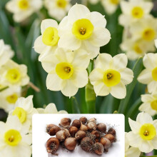 18 Dwarf Daffodil Minnow Bulbs - RHS Award Winner - Compact Narcissus Variety with Fragrant Flowers - Herbaceous Perennial Bulbs – Cultivated for UK