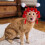 Cappello Peking Opera Rosso Per Animali Con Nappine E Peli 8