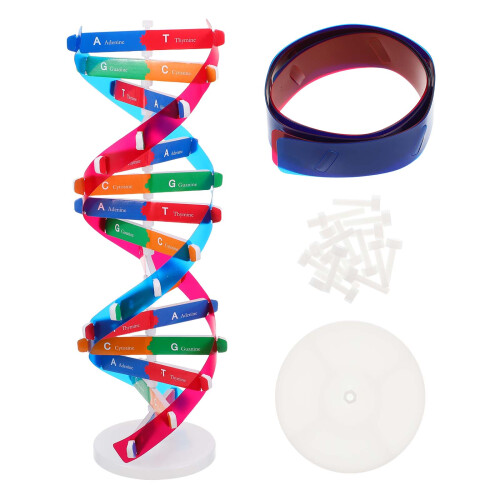 10Stk Holz Dna Modell Mit Stand Doppelhelix Für Kinder