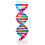 10Stk Holz Dna Modell Mit Stand Doppelhelix Für Kinder 2
