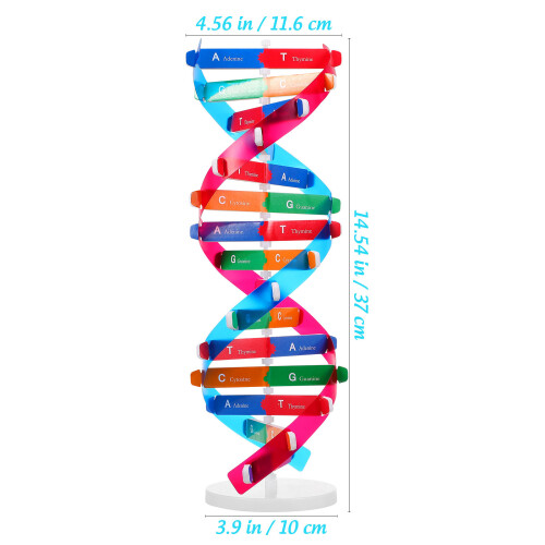 10Stk Holz Dna Modell Mit Stand Doppelhelix Für Kinder 1