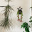 Acryl Pflanzbrett Wandhalter Garten 5