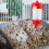 1Set Abbeveratoio Criceto Rosso Bottiglia Inossidabile Base Solida 3