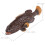 2Pz Figurine Marine Pesce Simulato Marrone Decor 10