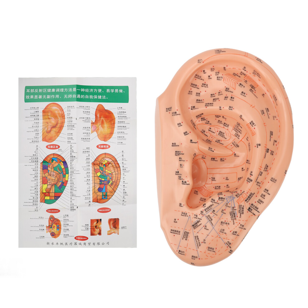 Reflexology Acupoint For Teaching Tool, Anatomy Model With Accuracy And High-Quality Craftsmanship, Easy Location Of Points For Schools Beauty Salons