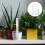 4Set Per Piante Monstera Muschio in 8