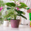 16 Pieces Moss Pole Coir Moss Pole Stick Stackable Plant Stakes Monstera Plant Support Plastic Sphagnum Moss Pole 2