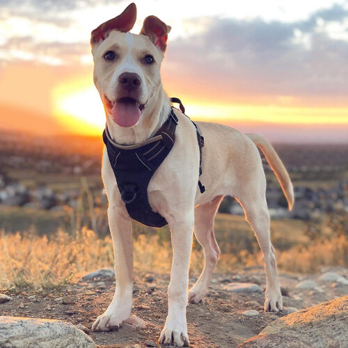 Fido Companion Βαρέως Τύπου Ζώνη Σκύλου χωρίς Τραβήγματα, Ανακλαστικό Γιλέκο με Κλιπ 2