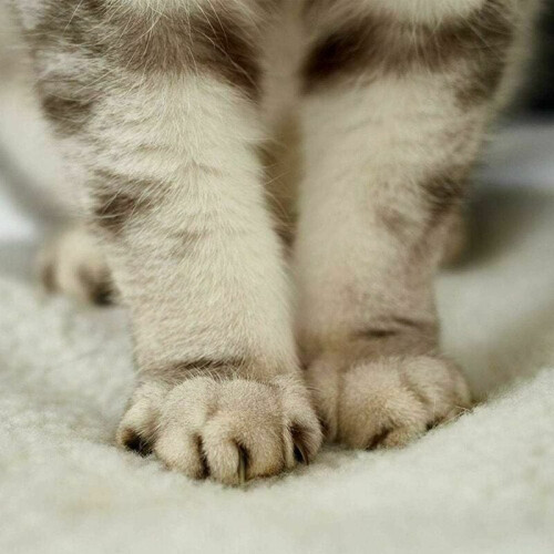 Στρώμα για κατοικίδια Purrfect Nest, Αυτοθερμαινόμενα στρώματα κατοικίδιων με 1