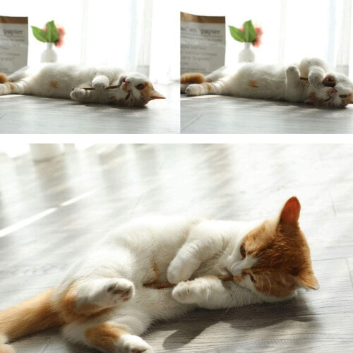 Φυσικό Matatabi Silvervine, Στικ Catnip για Γάτες για Στοματική Υγιεινή, 30 Στικ Βελτιώνουν την 2