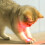 Automatic Cat Toy Pointer Collar LED Lights  Smart Interactive Indoor Cat Collar Pink 2