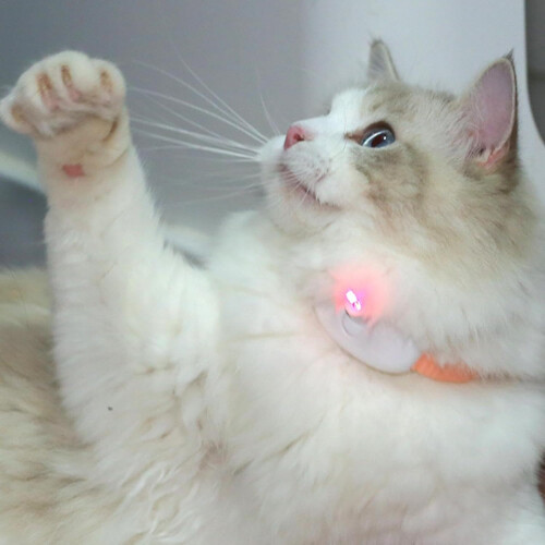 Interactive Indoor Pet Collar For Cats  Pink, USB Rechargeable LED Light, Adjustable, Smart Cat Collar 2