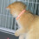 Interactive Indoor Pet Collar For Cats  Pink, USB Rechargeable LED Light, Adjustable, Smart Cat Collar 2