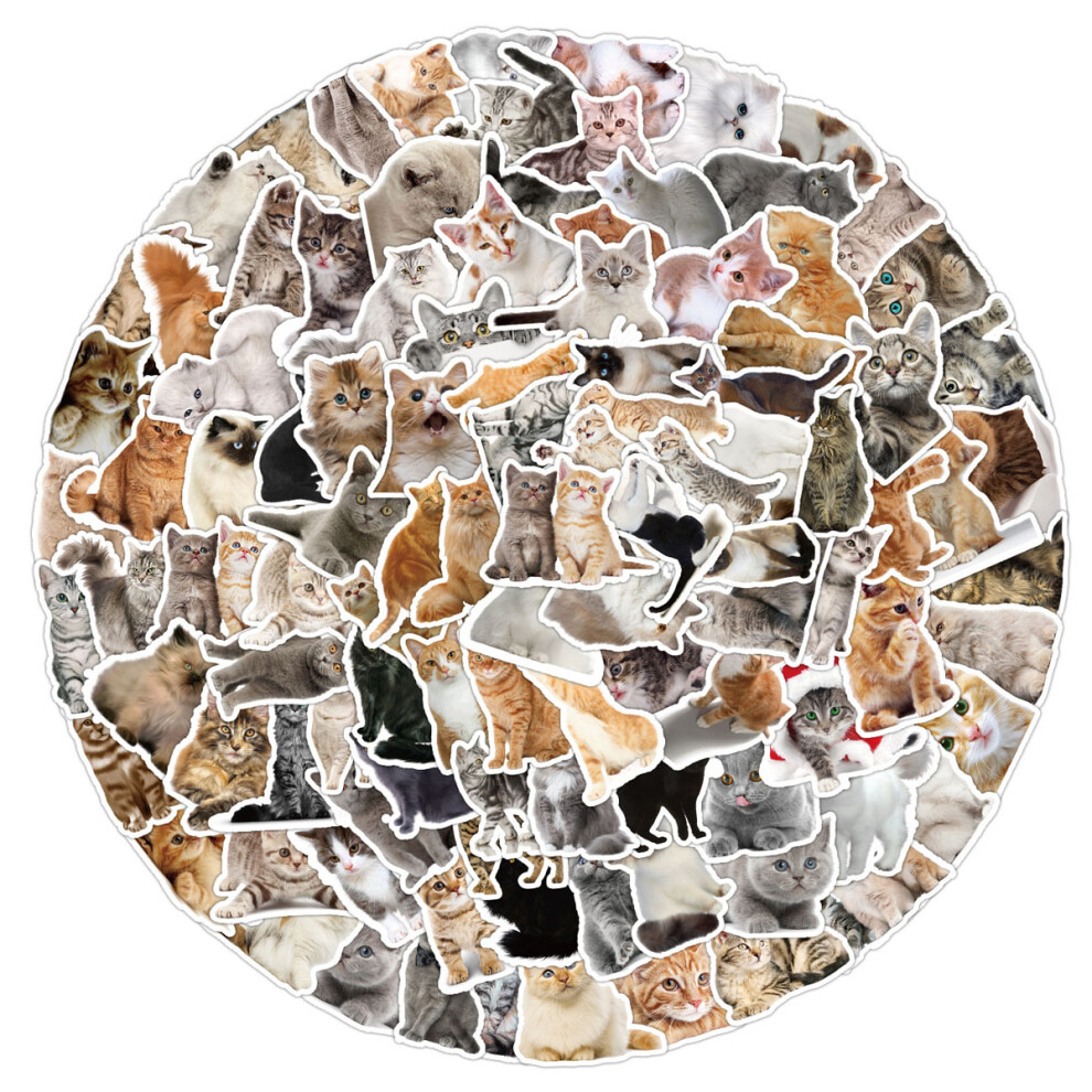 Adorable Cat Meme Stickers: Humorous Collection Of Vinyl Waterproof Stickers, Great For Laptop, Water Bottle, Skateboard Decoration, 25% Larger, 9340959702299
