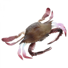 Granchio Giocattolo Realistico da Modellare, Creatura Marina 16,3x11x3cm per Cucina, Fotografia, 1 Set