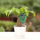 3-in-1 soil meter for light, moisture, pH value 7