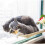 Cat Window Perch Hammock Bed Window Mounted Cat Hammock Durable Easy To Clean Space Saving Cat Bed Hammock 3