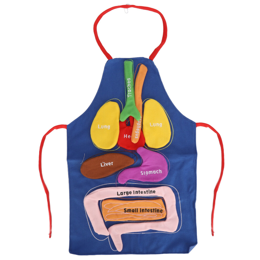 Anatomy Apron for Children, DIY Organ Model Learning Toy with Plush Stuffed Organs, 3D Human Body Anatomy Toy for Interactive Play, Educational
