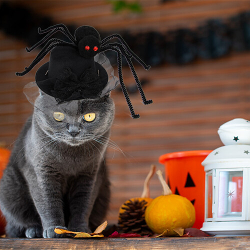Αστείο καπέλο κατοικίδιων για το Halloween, αληθινή χριστουγεννιάτικη γιρλάντα 2