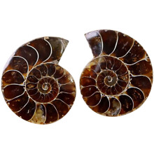 Set Of 2 Ammonite Specimen Child Student Paleontology Science
