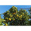 Garden Protection, Multi-function Net 5Cm X 5Cm Mesh Size Easy Setup Stronger Than Plastic For Orchard Coverage, Black (15M X 15M), Fruit Tree 3