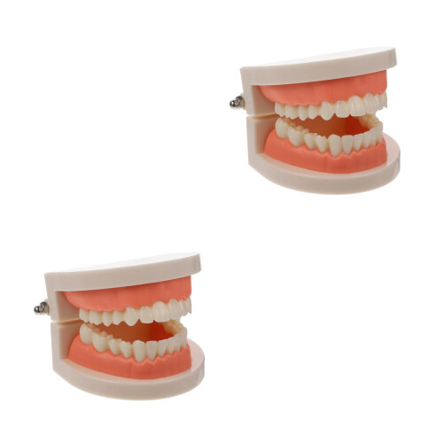 2Pièces Typodont Dents Rose PVC Pour Formation Consultation 2