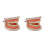 2Pièces Typodont Dents Rose PVC Pour Formation Consultation 9