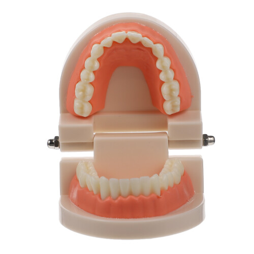 2Pièces Typodont Dents Rose PVC Pour Formation Consultation 1