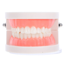 5Pcs Plastic Adult Teeth Model for Dentals Education and Oral Teaching