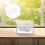 3St Eva Witte Specimen Display Pad Voor En Insect Pinning 11